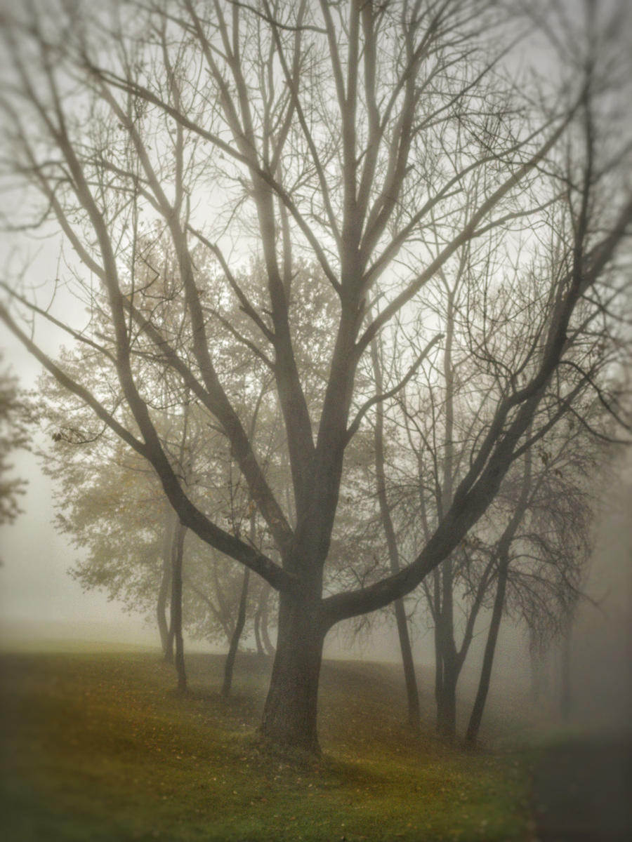 Fog and Foliage #3 