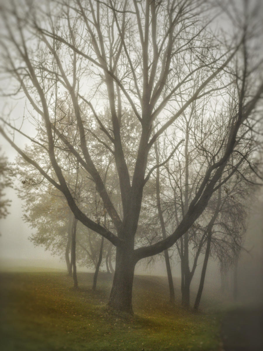 Fog and Foliage #3 ©2019 JW Johnston.jpg