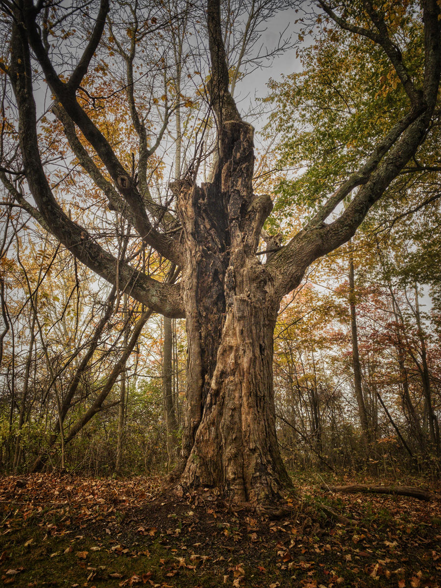 Fog and Foliage #6 ©2019 JW Johnston.jpg