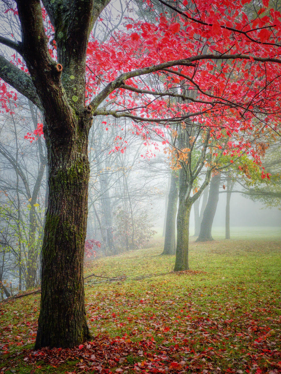 Fog and Foliage #7 