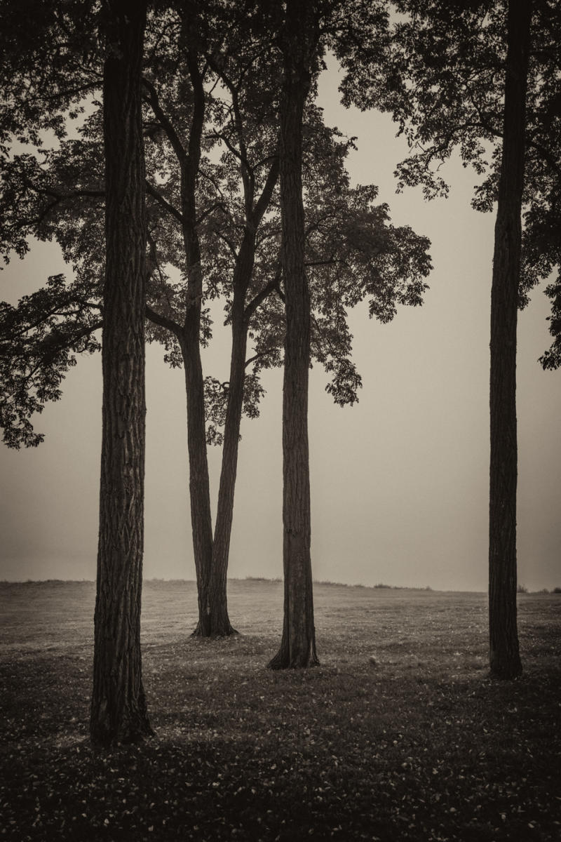 Pavilion Trees, View #1