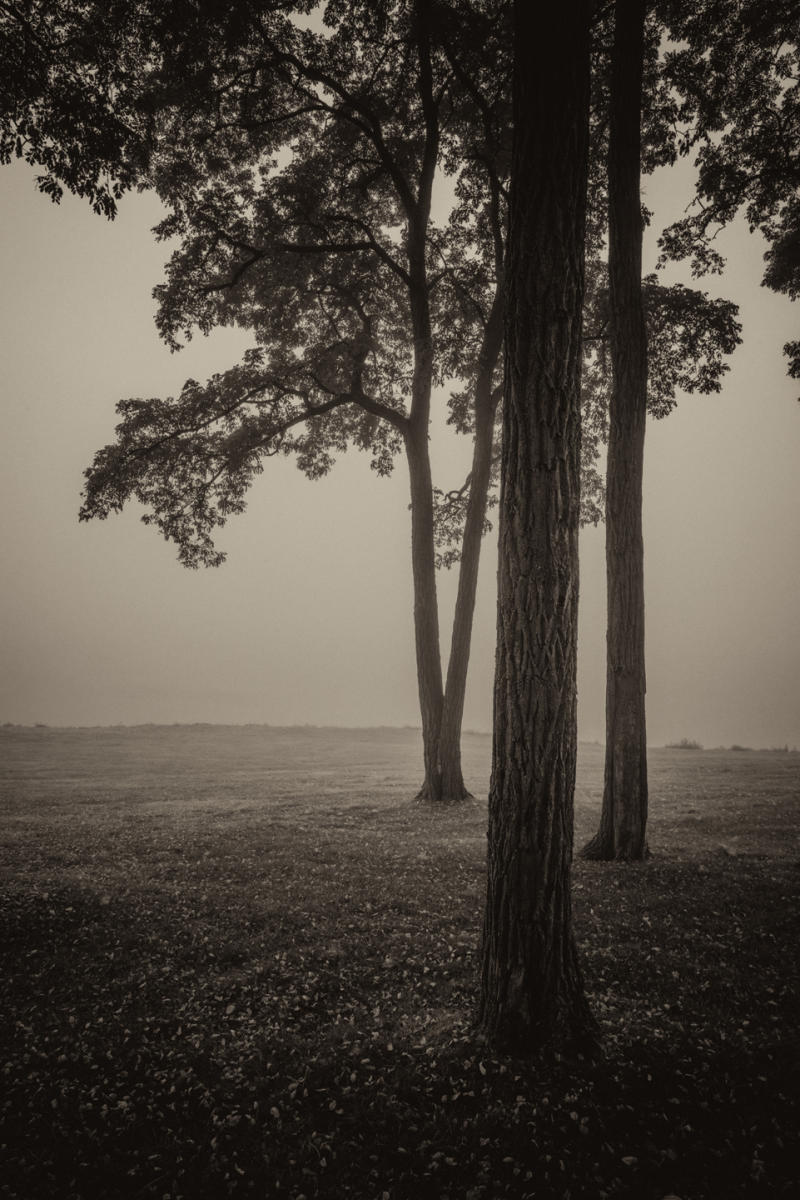 Pavilion Trees, View #2