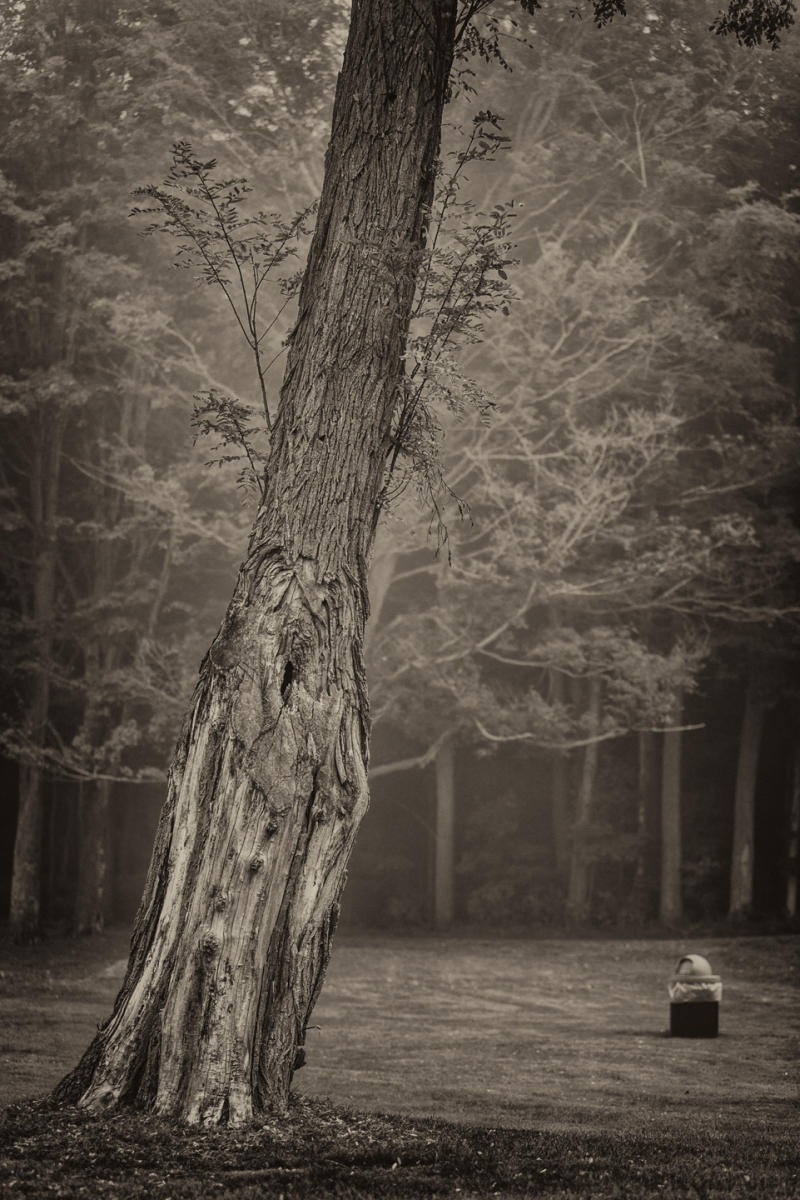 Pavilion Trees, View #6