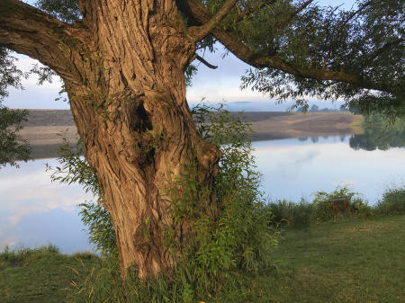 The Fishing Tree (aka The Walking Willow)