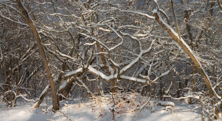 Winter - Along the Tioughnioga #1