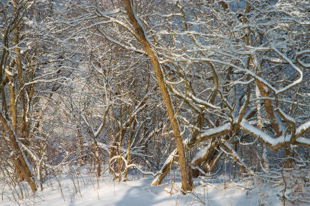 Winter - Along the Tioughnioga #2