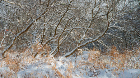 Winter Along the Tioughnioga #3