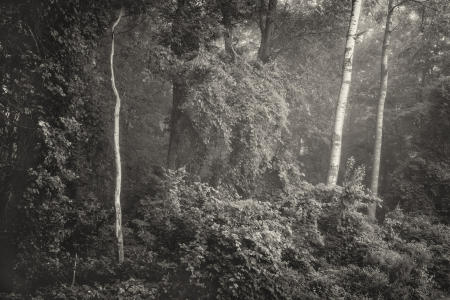 Trees and Vines, Trailside