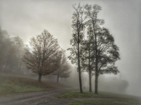 Fog and Foliage #4 