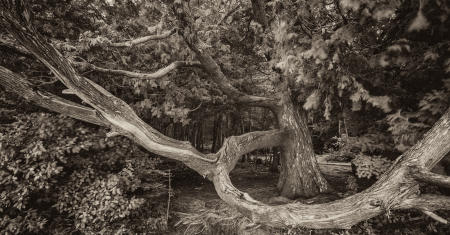 Cedar with Branches, Adirondack Park, NY